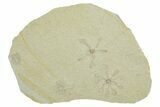 Two Floating Crinoid (Saccocoma) Fossils - Solnhofen Limestone #353565-1
